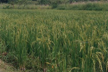 Campo de arroz
